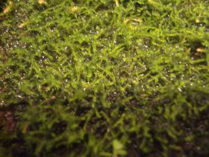 gallery_25364_1695_1149.jpg