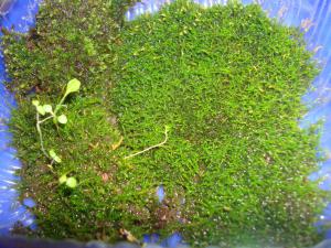 gallery_25364_1695_346876.jpg