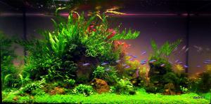gallery_25364_1701_50746.jpg