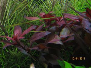 gallery_10859_1702_1069147.jpg