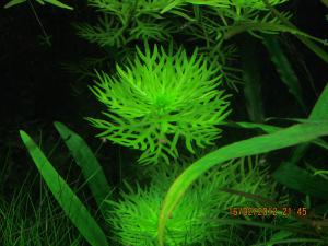 gallery_10859_1702_1571787.jpg