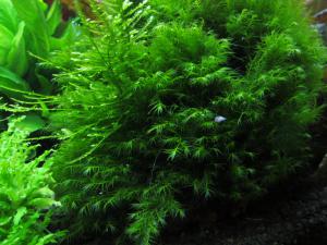 gallery_10859_1702_1825943.jpg