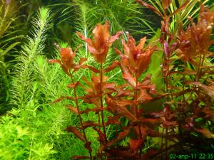 gallery_10859_1702_955252.jpg