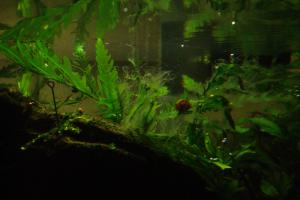gallery_11574_579_165406.jpg