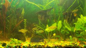gallery_9450_1093_342538.jpg