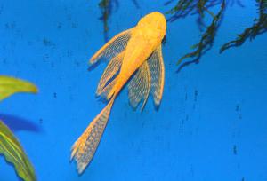 gallery_18062_1127_1064567.jpg