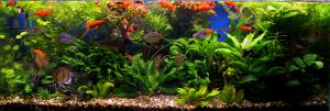 gallery_18062_1127_237681.jpg