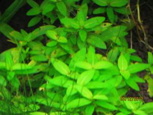 gallery_25991_1721_152633.jpg