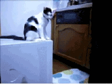 gallery_5560_965_243340.gif