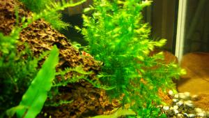 gallery_13607_1466_3416899.jpg