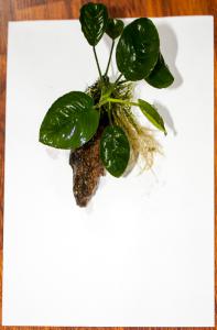 gallery_17686_1685_156878.jpg