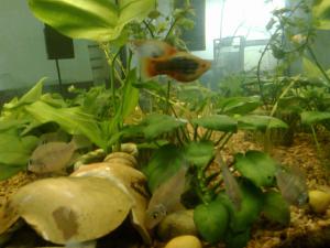 gallery_11300_550_397936.jpg