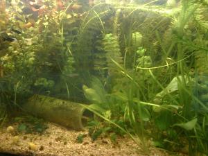 gallery_11300_550_4843.jpg