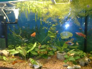 gallery_11300_550_644732.jpg