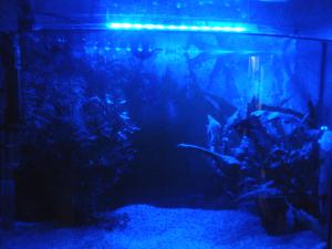 gallery_26694_1763_403361.jpg