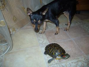 gallery_25942_1707_123383.jpg