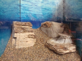gallery_25364_1761_53326.jpg