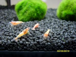 gallery_9962_1778_202774.jpg