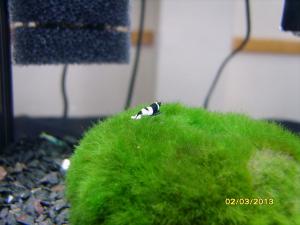 gallery_9962_1778_58292.jpg