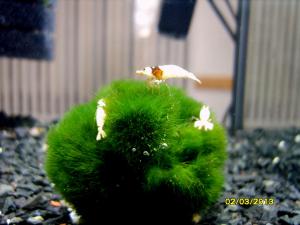 gallery_9962_1778_81726.jpg