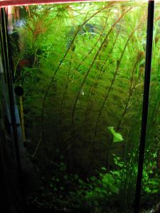 gallery_27125_1783_650641.jpg