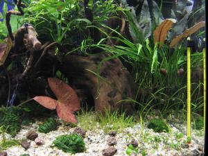 gallery_15496_1788_554196.jpg
