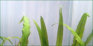gallery_22349_1785_76775.jpg