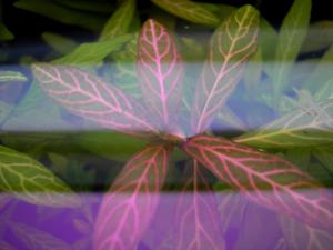 gallery_9692_1791_353103.jpg