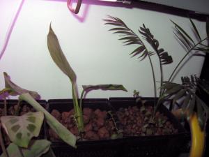 gallery_14122_1802_229685.jpg