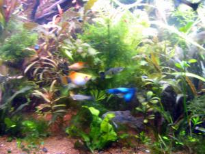 gallery_11684_1806_91683.jpg
