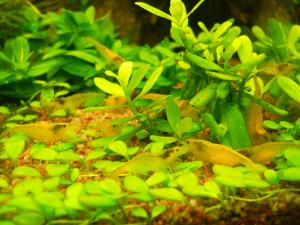 gallery_20942_1475_1450193.jpg