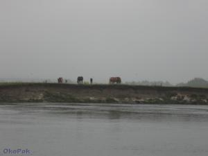 gallery_25304_1829_3245.jpg