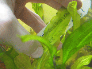 gallery_19912_1846_202080.gif