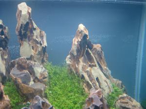 gallery_25364_1847_10943.jpg