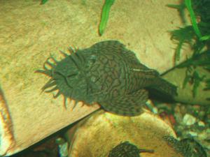gallery_16488_1856_878614.jpg