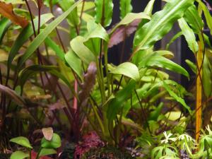 gallery_15496_1870_202355.jpg