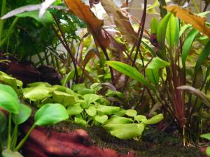 gallery_15496_1870_465118.jpg