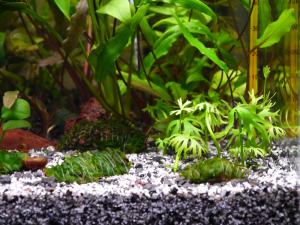 gallery_15496_1870_546160.jpg
