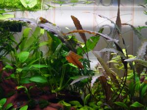 gallery_15496_1870_647241.jpg