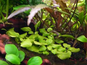 gallery_15496_1870_722095.jpg