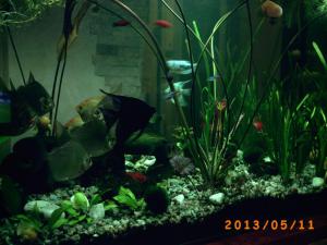 gallery_23388_1874_72940.jpg
