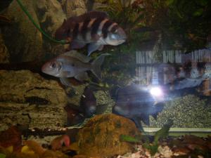 gallery_9782_758_1754206.jpg