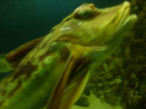 gallery_23690_1889_47263.jpg