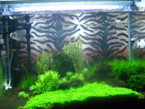 gallery_14575_1896_385741.jpg