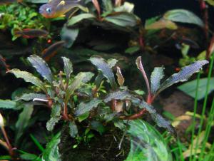 gallery_13564_1901_198226.jpg