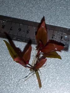 gallery_22964_1909_103083.jpg
