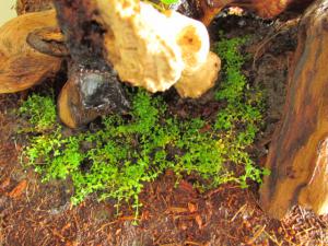 gallery_15313_1912_26496.jpg