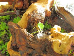 gallery_15313_1912_53720.jpg