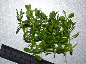 gallery_22964_1909_309337.jpg