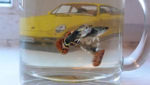 gallery_4982_1911_1413918.jpg